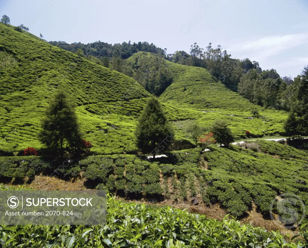 Tea Plantation  Cameron Highlands Malaysia