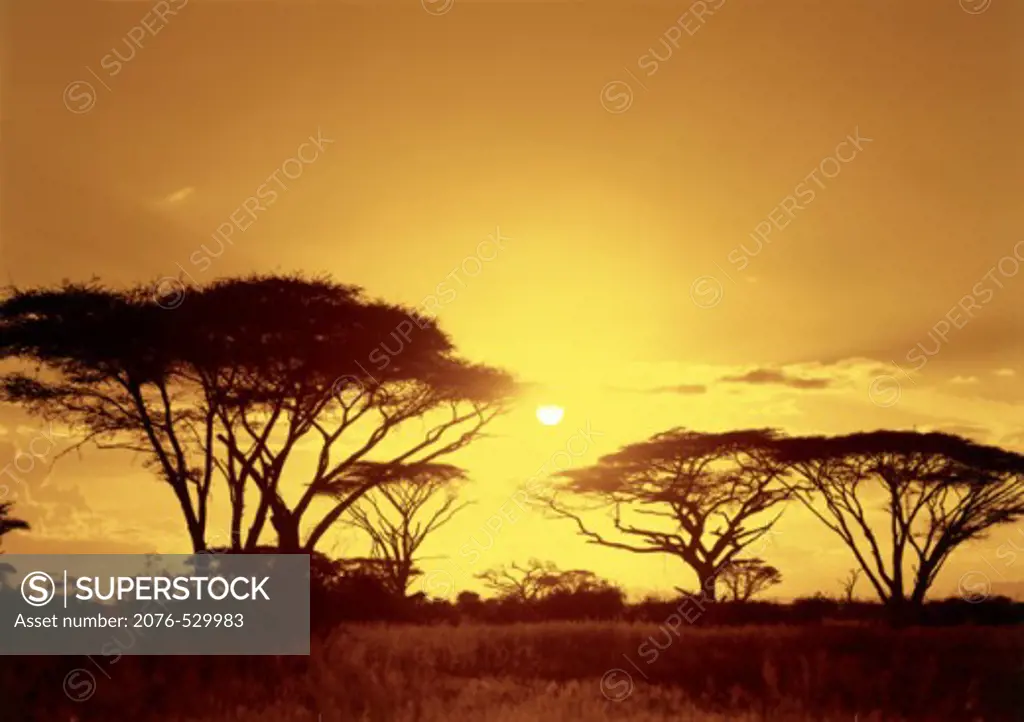 Silhouette of trees at sunset, Amboseli National Park, Kenya