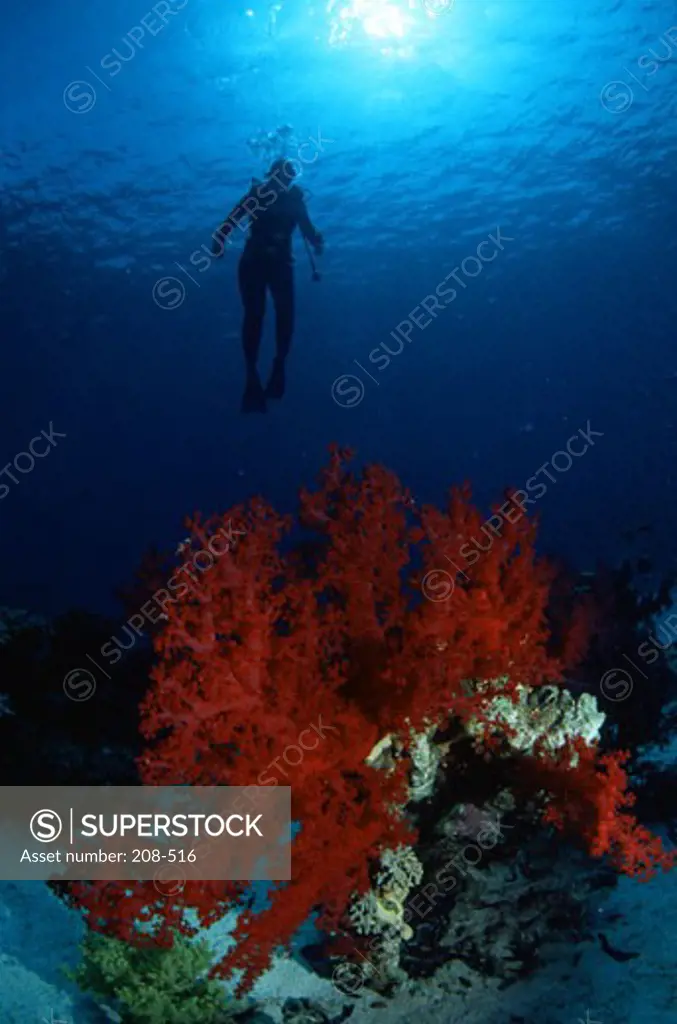 Soft Coral Red Sea