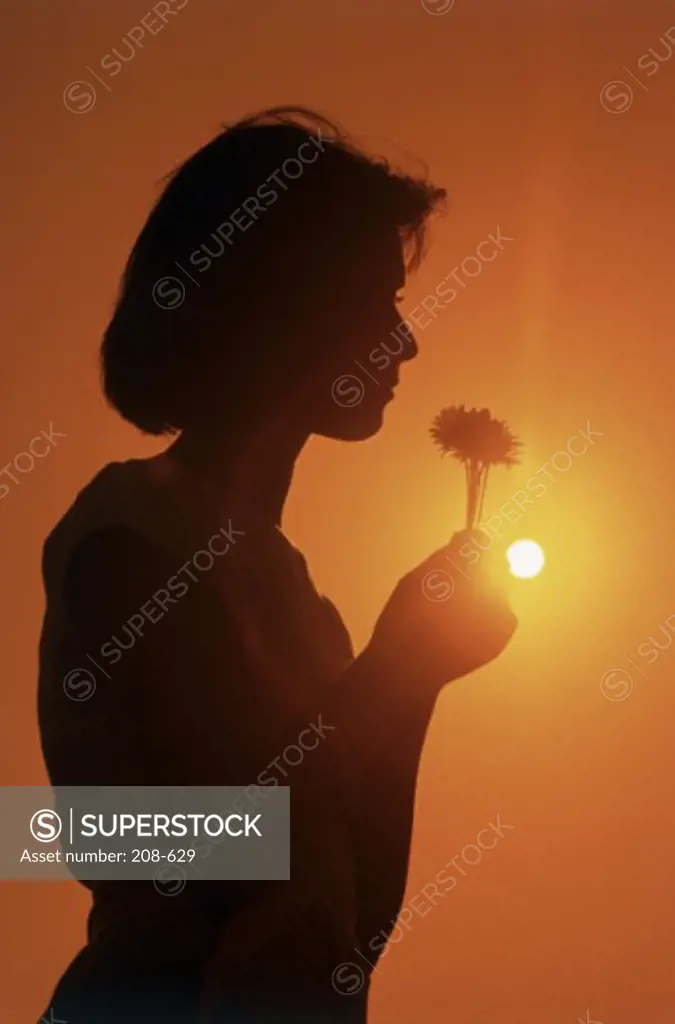 Silhouette of a young woman holding a flower at sunset