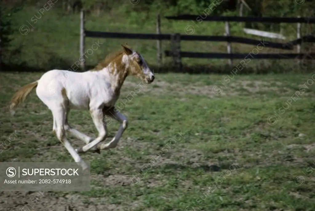 Appaloosa Colt, One Month Old