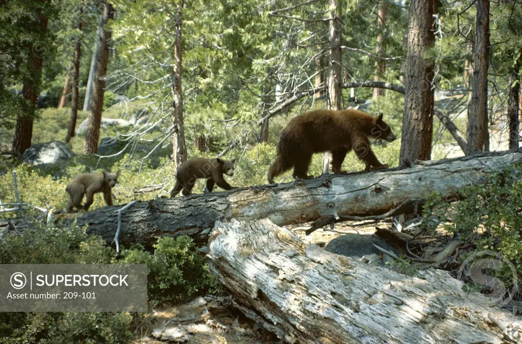 Brown Bear with its two cubs walking on a log in a forest (Ursus arctos)