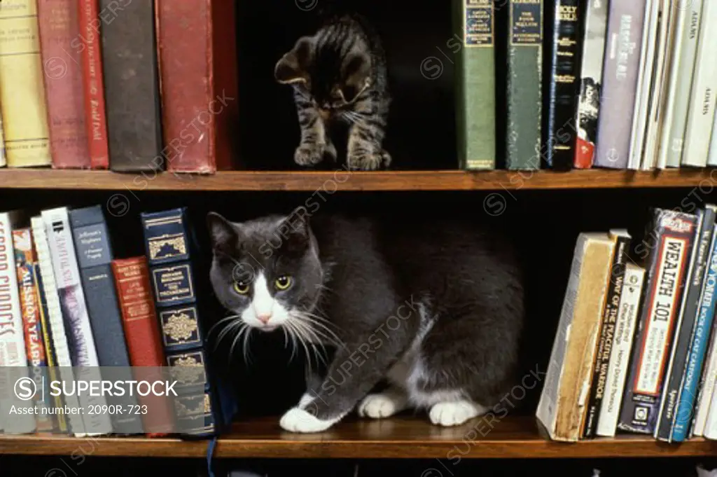 Cat and a kitten on book shelves