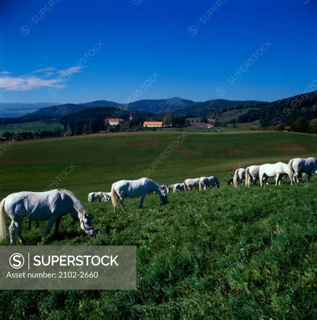 Horses grazing on a field, Austria
