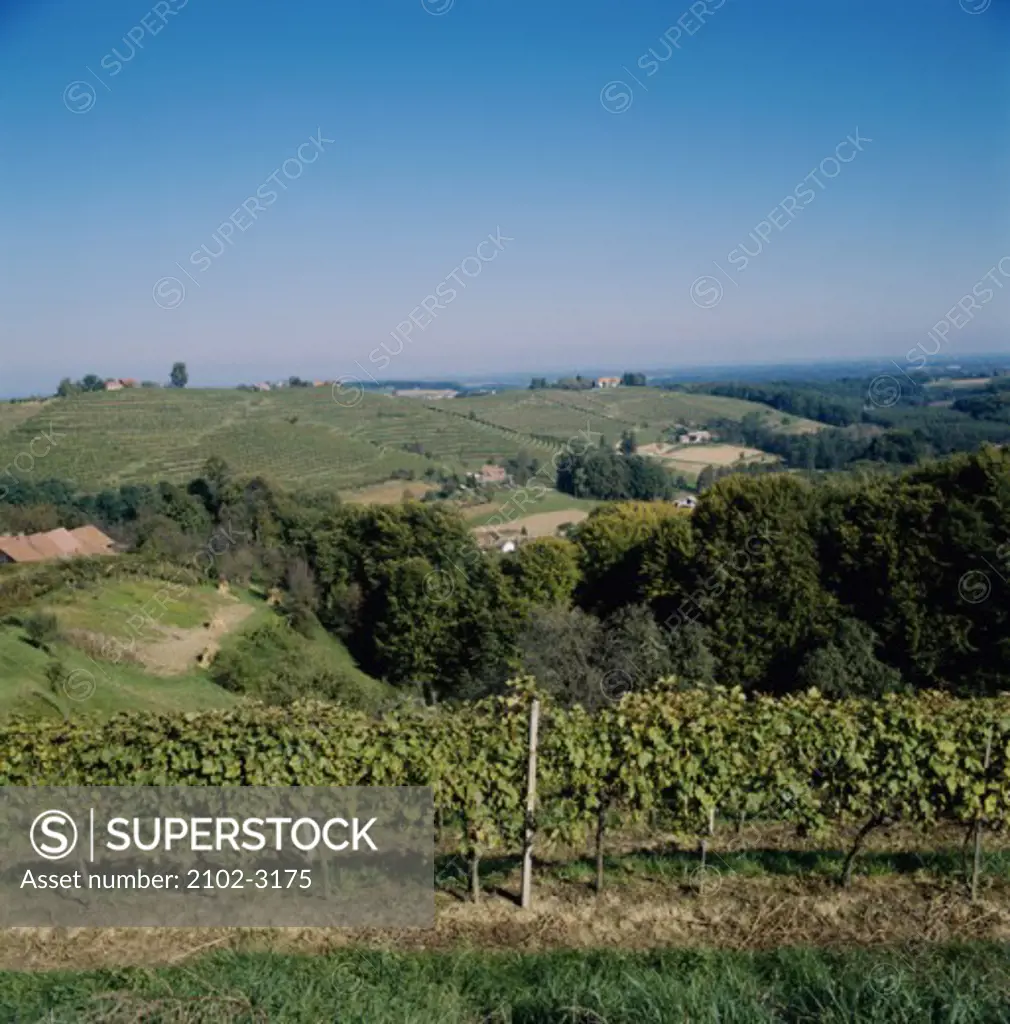 Vineyards Slovenia