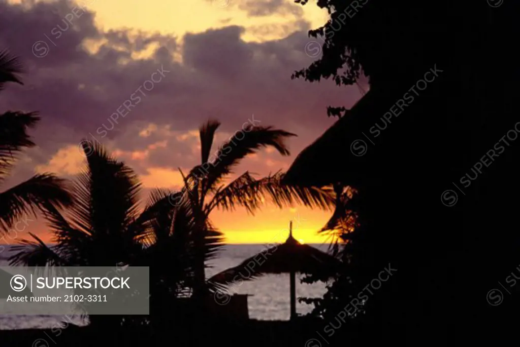 Silhouette of palm trees at dusk, Mauritius