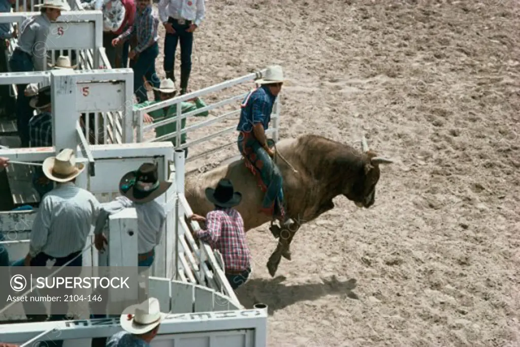 Bull RidingCheyenne RodeoCheyenneWyoming, USA