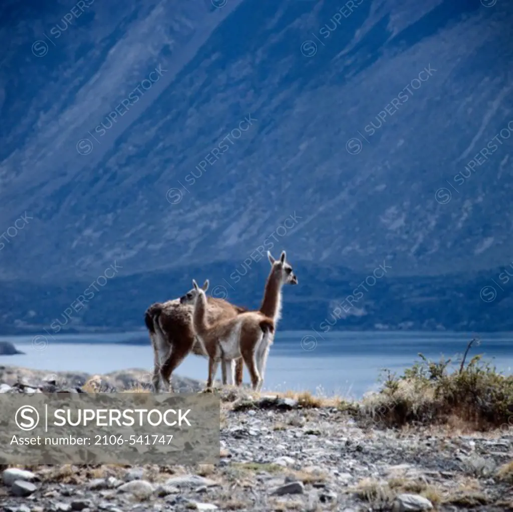 Two Llamas on the banks of a river, Chile
