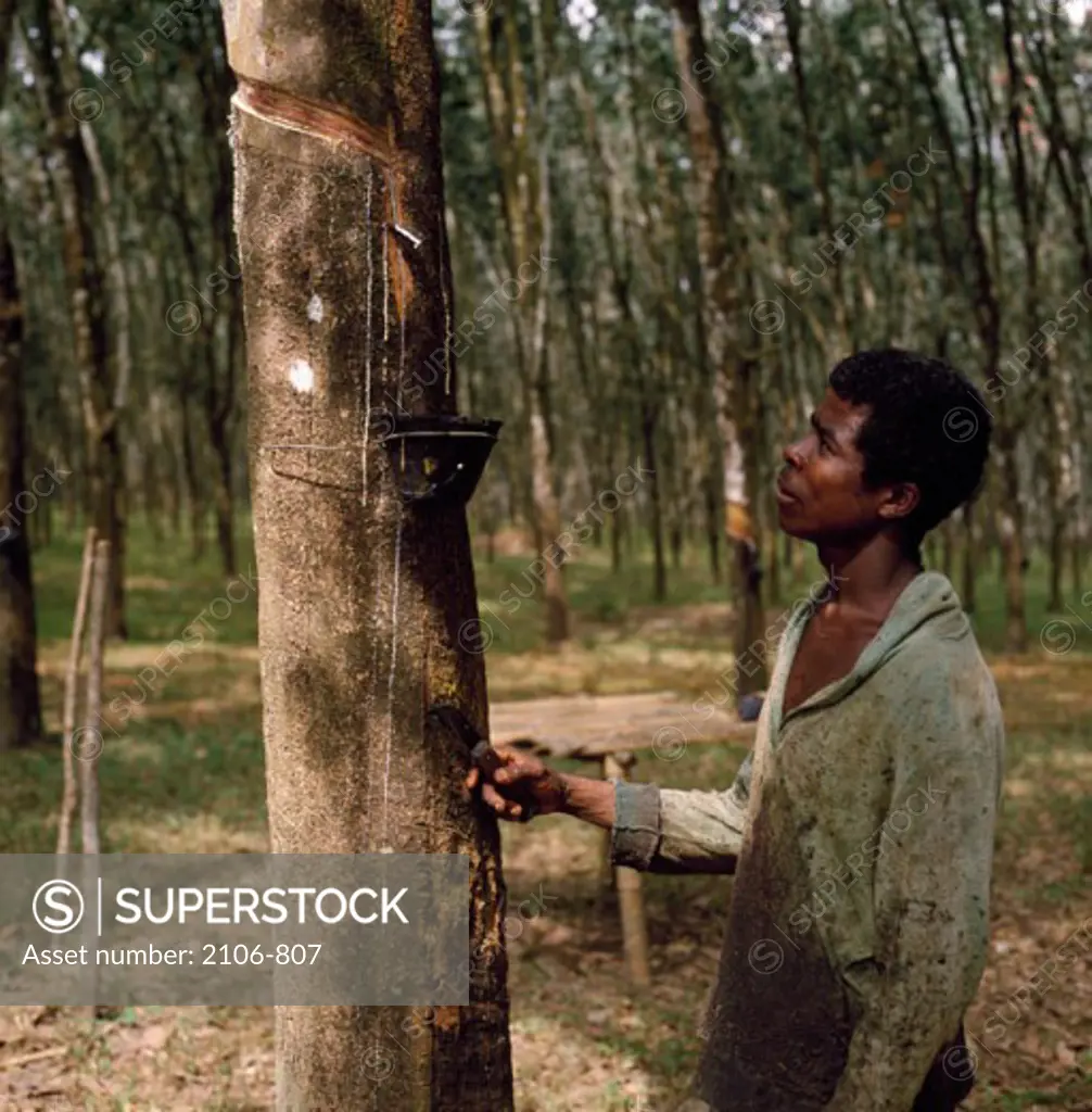 Tapping Rubber Trees Harbel Liberia