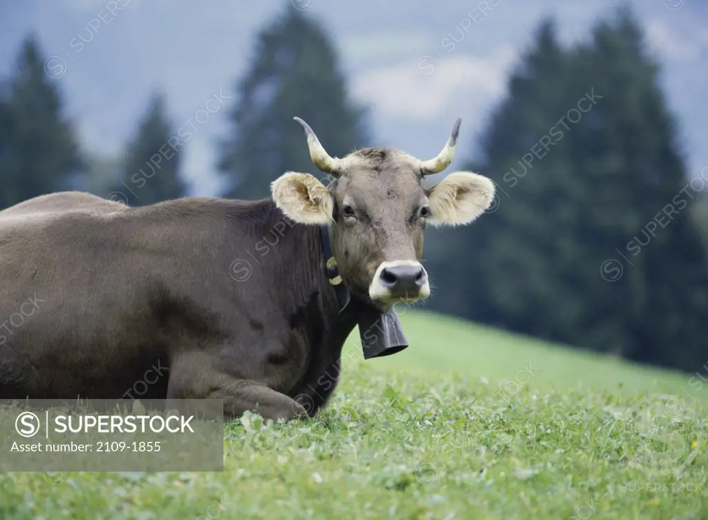 Brown Swiss CowSt. GallenSwitzerland