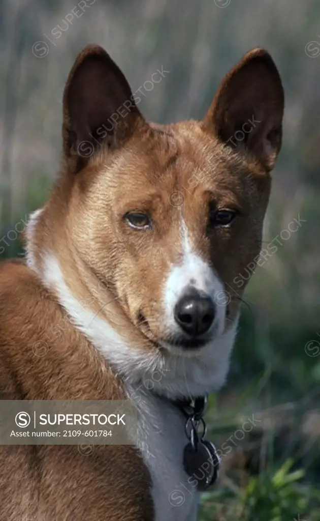 Portrait of Basenji dog 'Cassie'