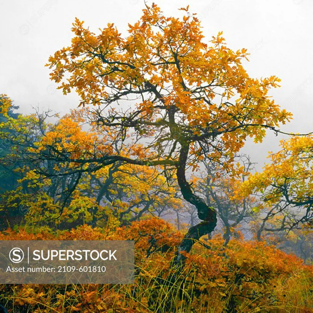 Oregon, Upper Hood River Valley, Oak trees in fall color