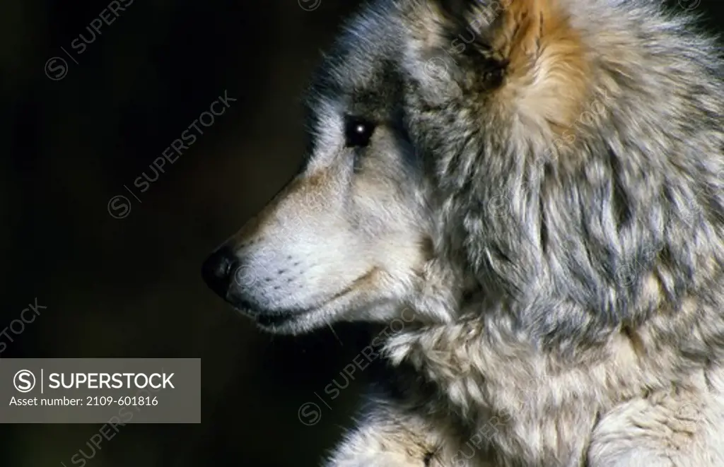 USA, Oregon, Close up of Alaskan Gray Wolf (Canis Pambasileus)