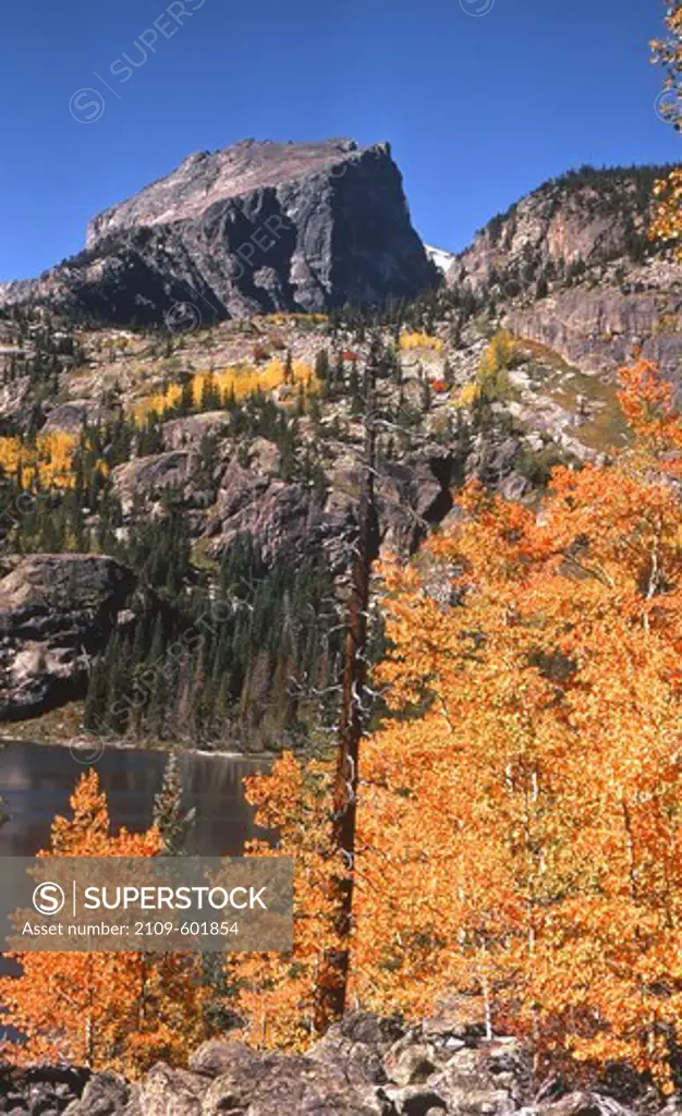Trees at the lakeside, Lake Haiyaha, Hallett Peak, Rocky Mountain National Park, Colorado, USA