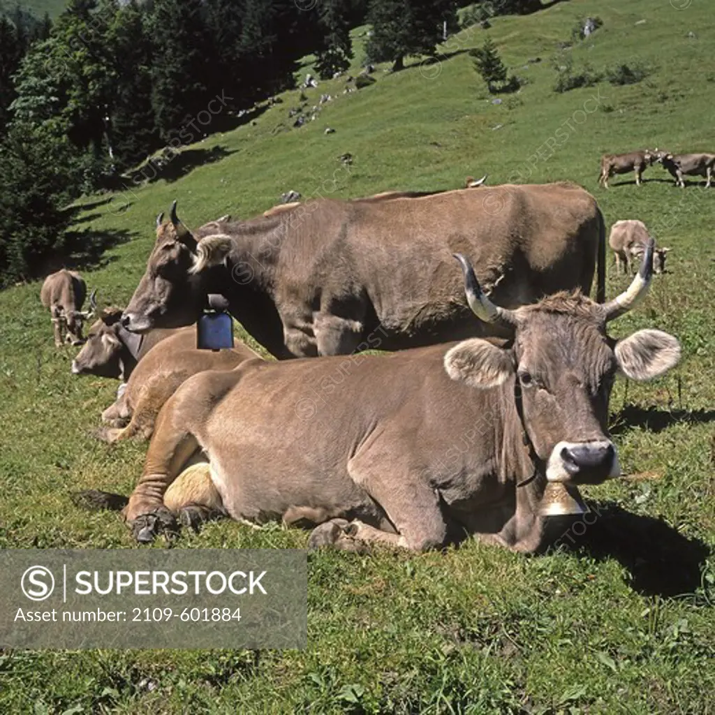 Brown Swiss cows in a pasture above Schwartzwald, Bernese Oberland, Switzerland