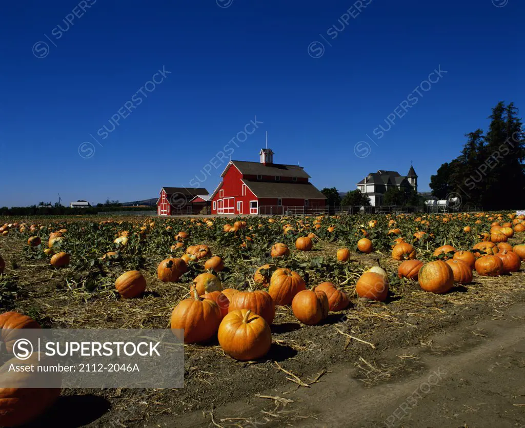 Pumpkin Farm, Santa Paula, California, USA