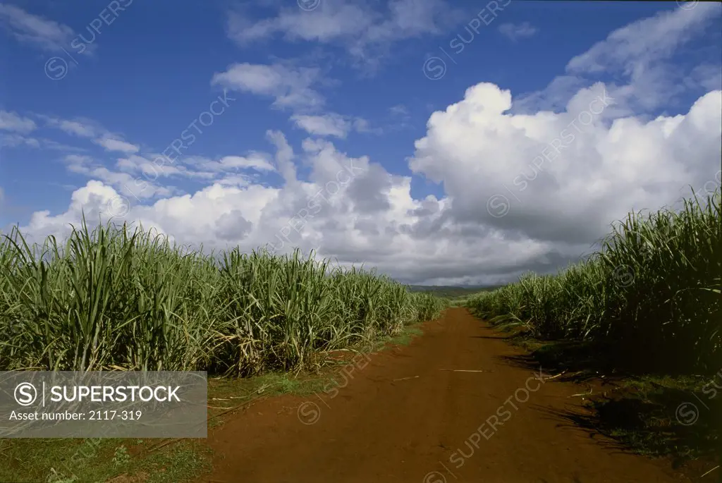Sugar Cane Fields Kauai Hawaii USA
