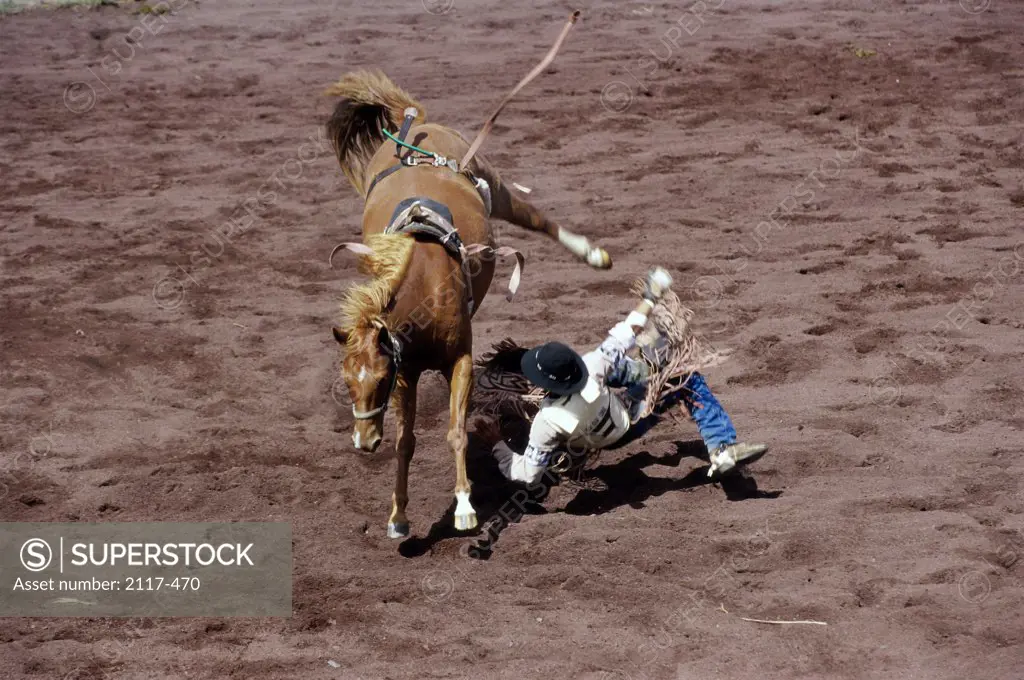 High angle view of a cowboy falling from a horse, Hawaii, USA