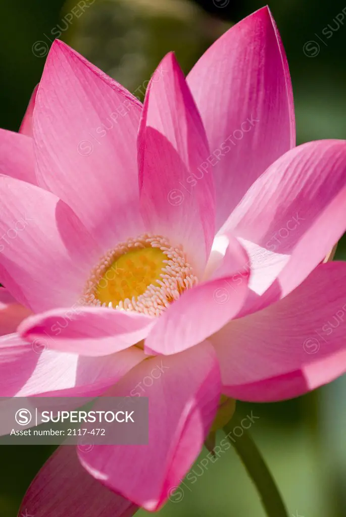 Close-up of a pink lotus