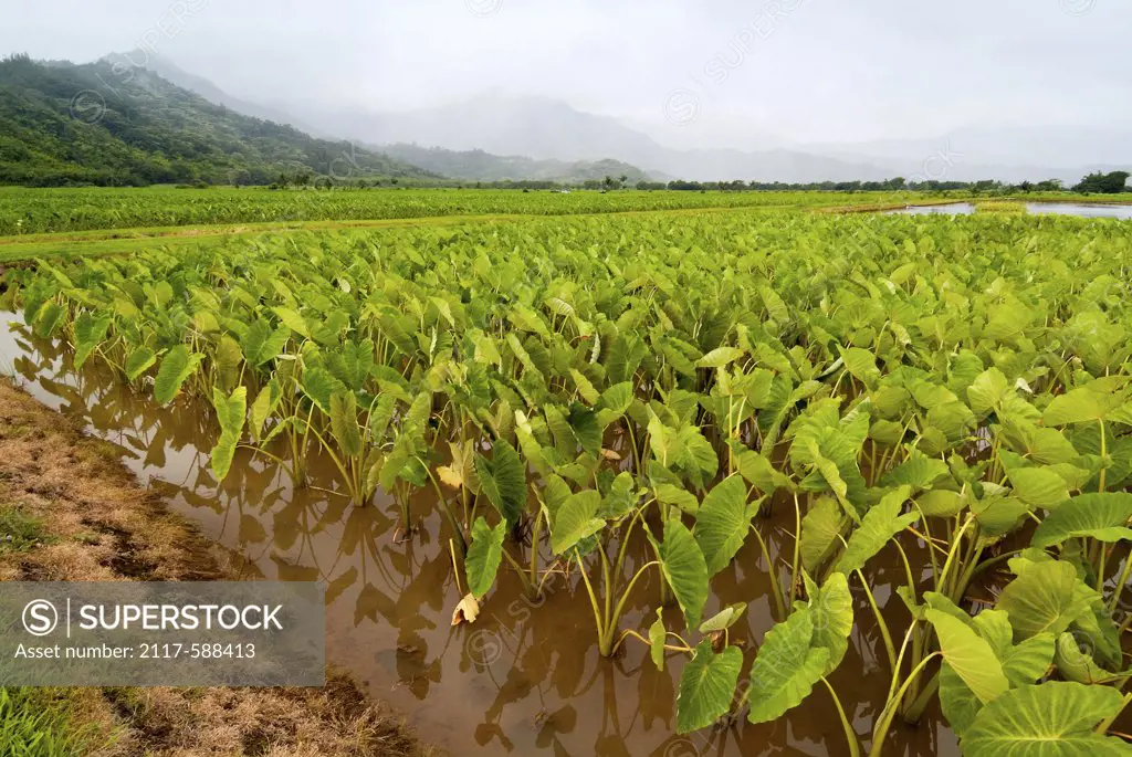 Taro crop growing in in a field, Hanalei Valley, Kauai, Hawaii, USA
