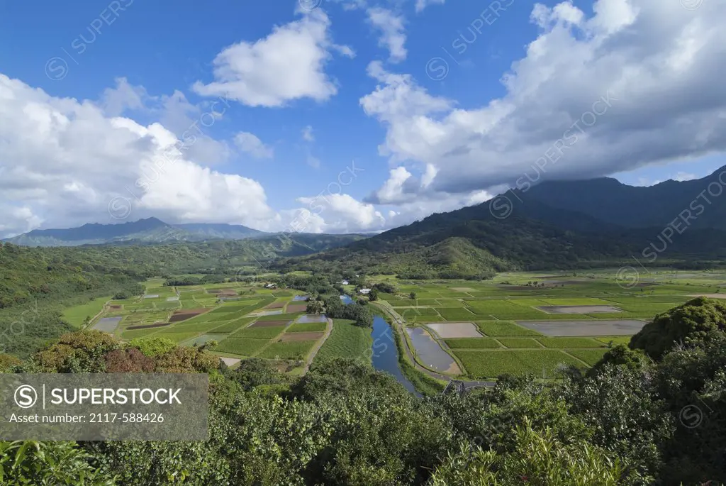 High angle view of taro field, Hanalei Valley, Kauai, Hawaii, USA