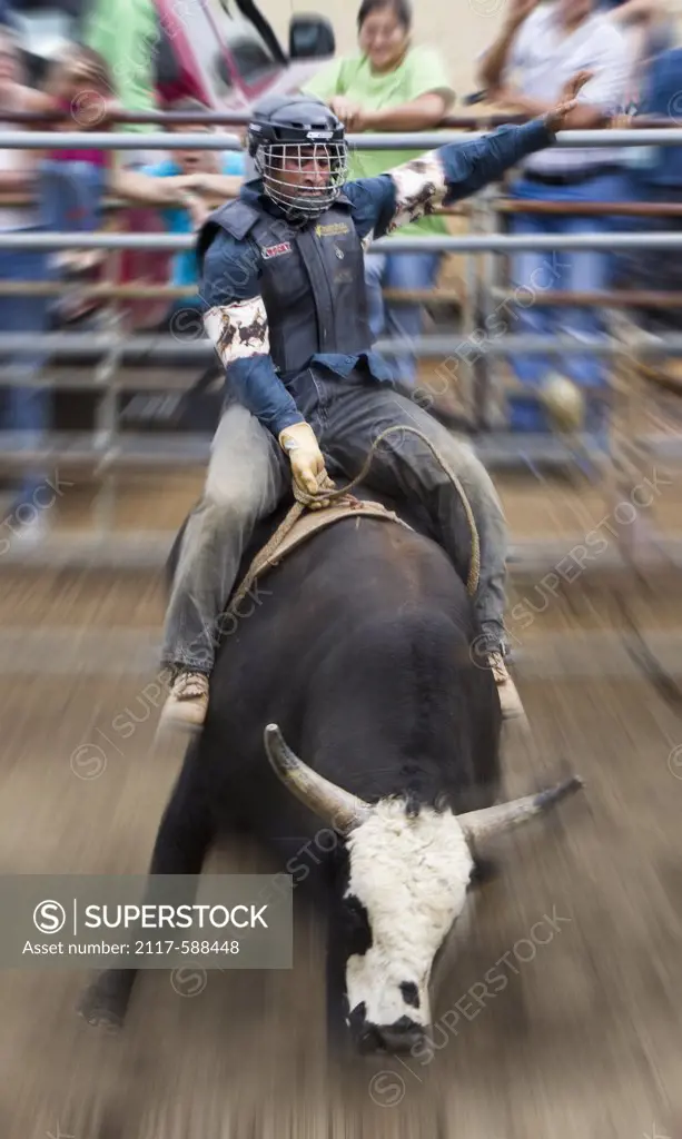 Bull rider competing in rodeo event