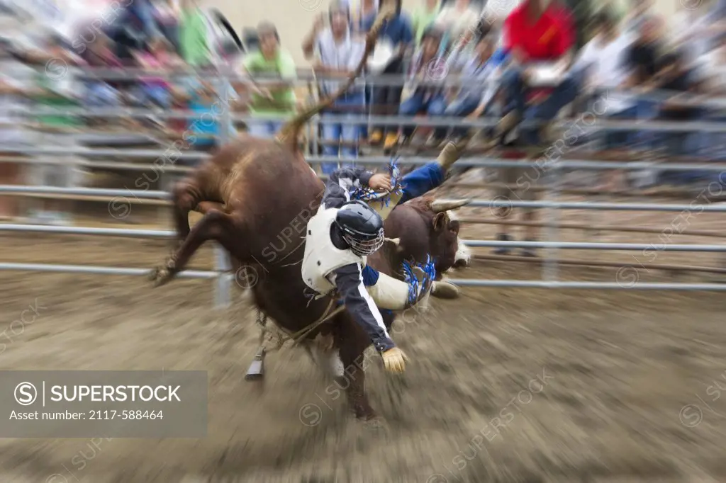 Bull rider competing in rodeo event