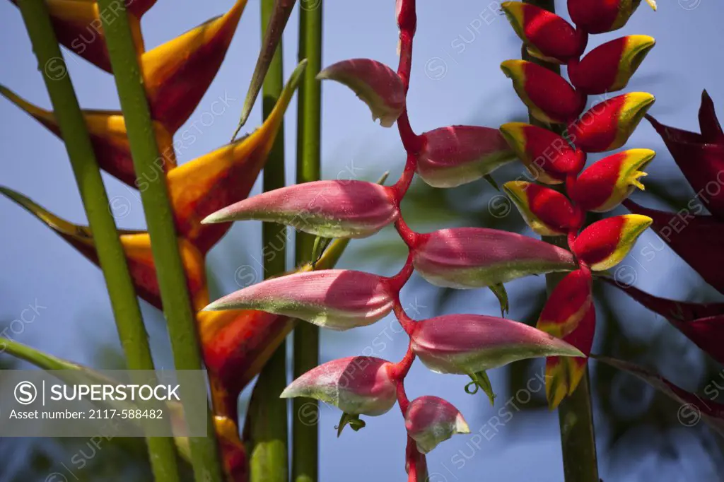 Pink Heliconia (Heliconia chartacea) with heliconia caribea in background