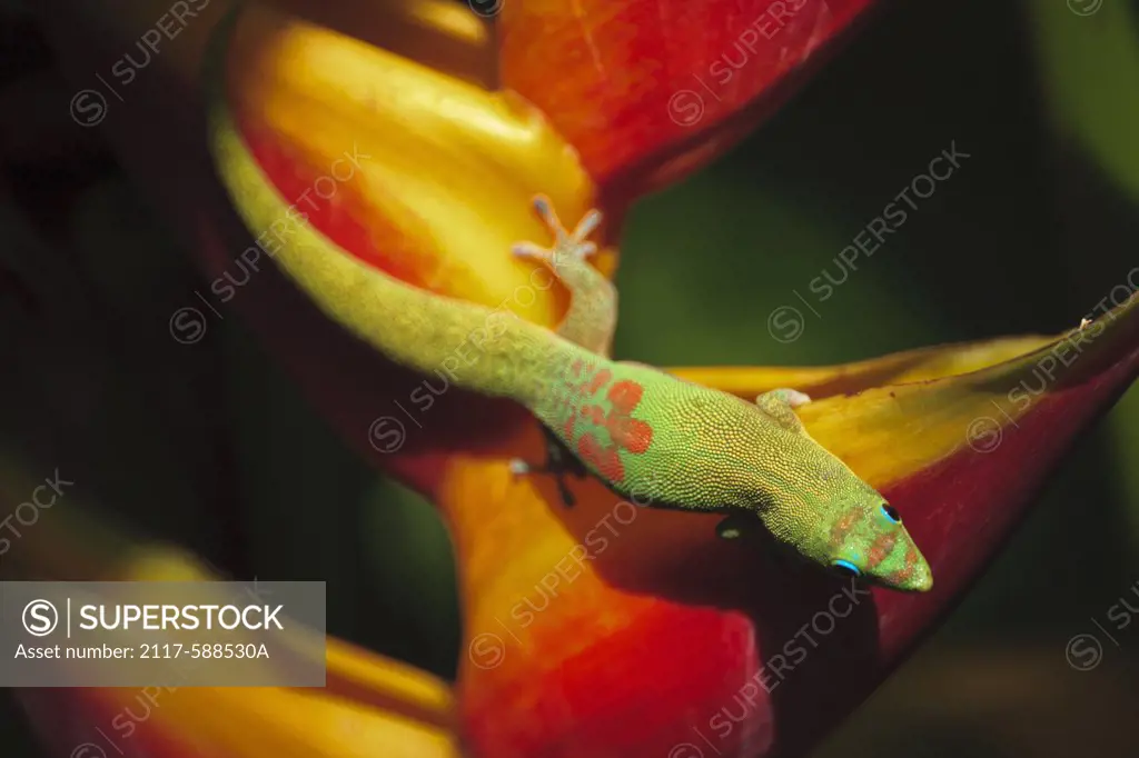 Hawaii, Day gecko (Phelsuma sp.) on Heliconia Caribea