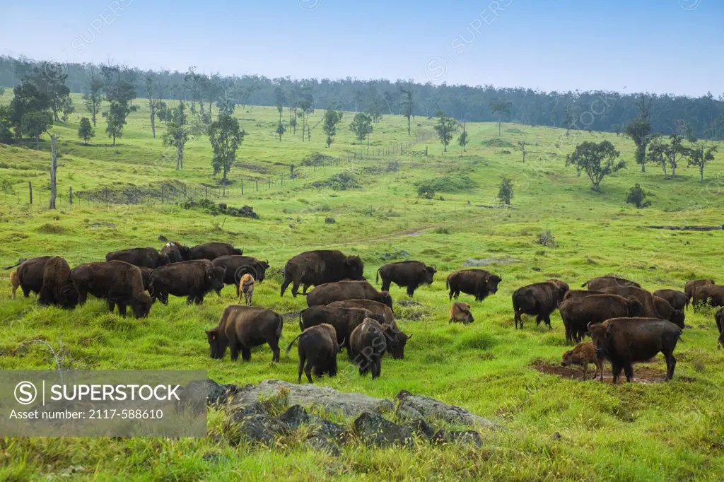USA, Hawaii, Buffalo graze on ranch in South Kona