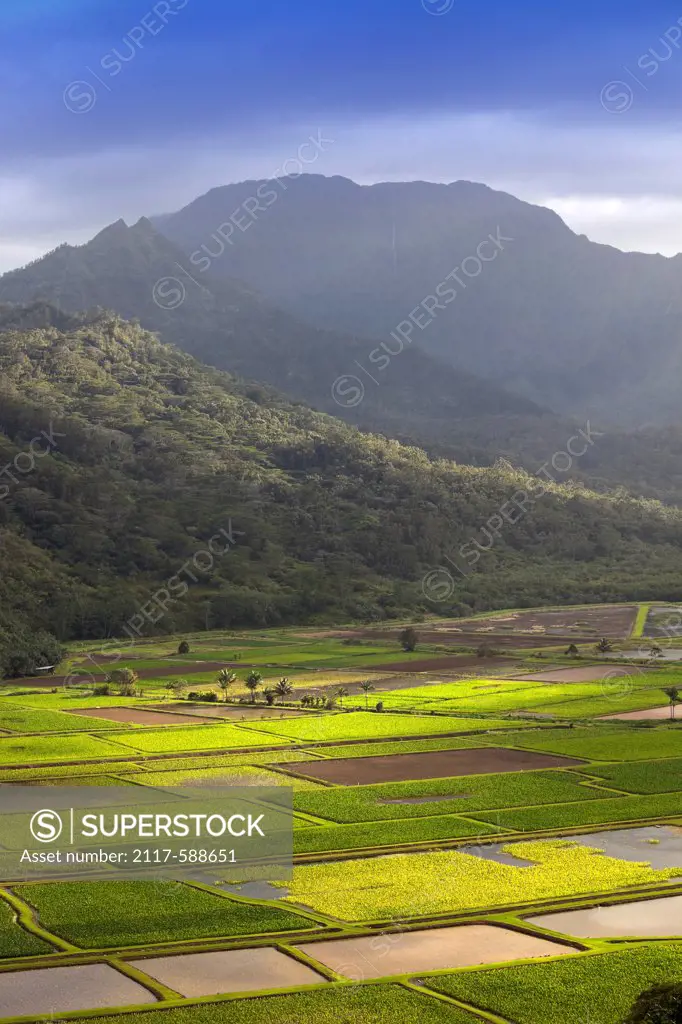 Hawaii, Kauai, Elevated view of Hanalei Valley taro fields
