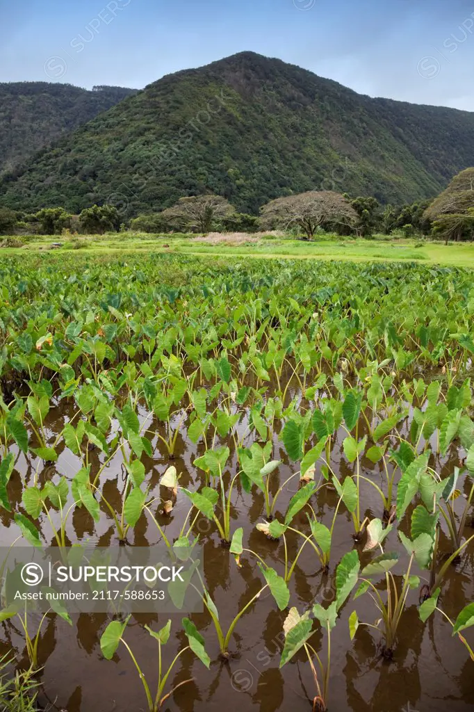 Hawaii, Taro field in Waipio Valley