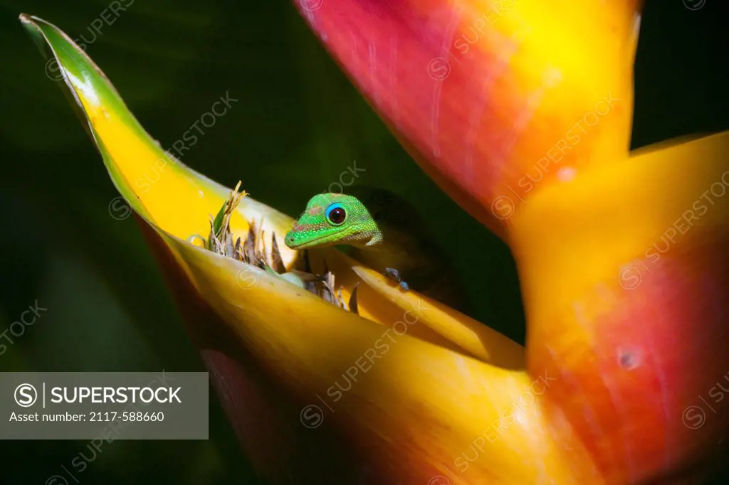 Hawaii, Green day gecko (Phelsuma sp) in Heliconia caribaea