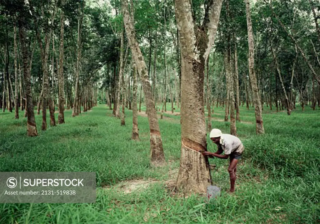 Rubber Plantation Kuala Lumpur Malaysia