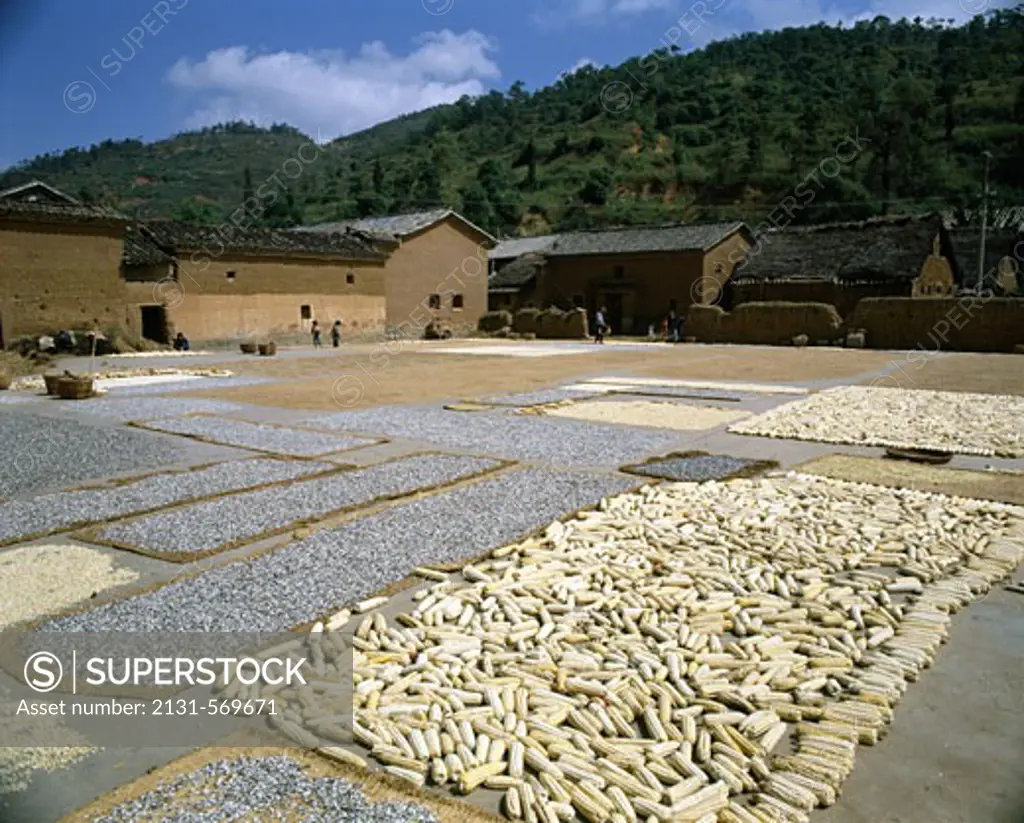 Drying Corn Kunming Yunnan Province China