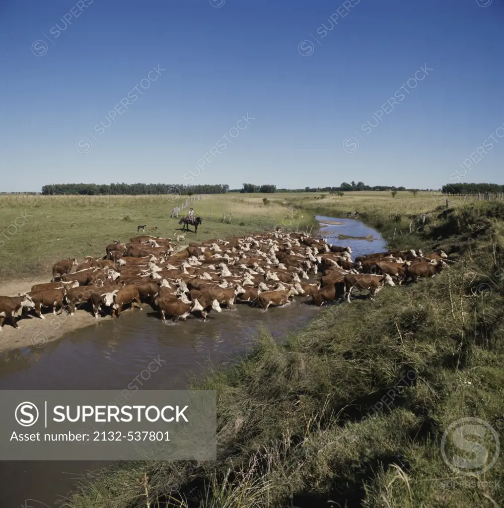 Cattle Herding Argentina