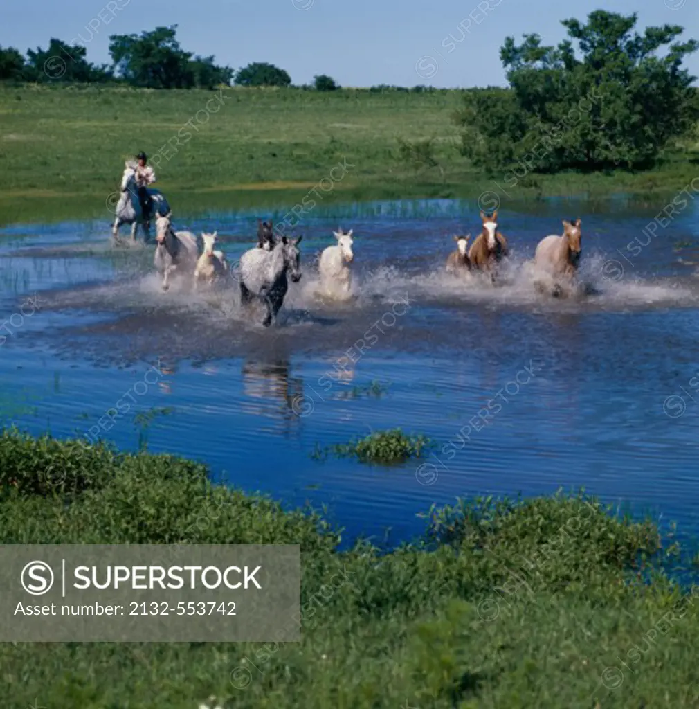Herding Horses, Argentina