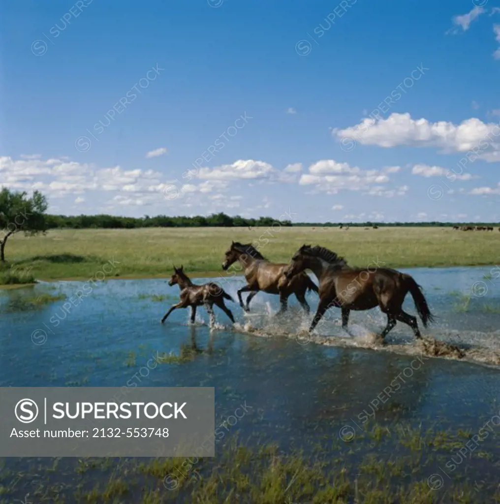 Two adult horses and a foal running through water, Argentina