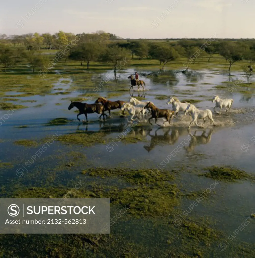 Herding Horses Argentina