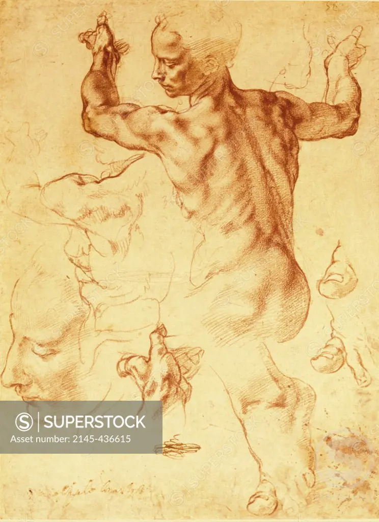 Anatomy Sketches  (Libyan Sibyl)  c. 1508-1512  Michelangelo Buonarroti (1475-1564/Italian)  Red chalk Metropolitan Museum of Art, New York City  
