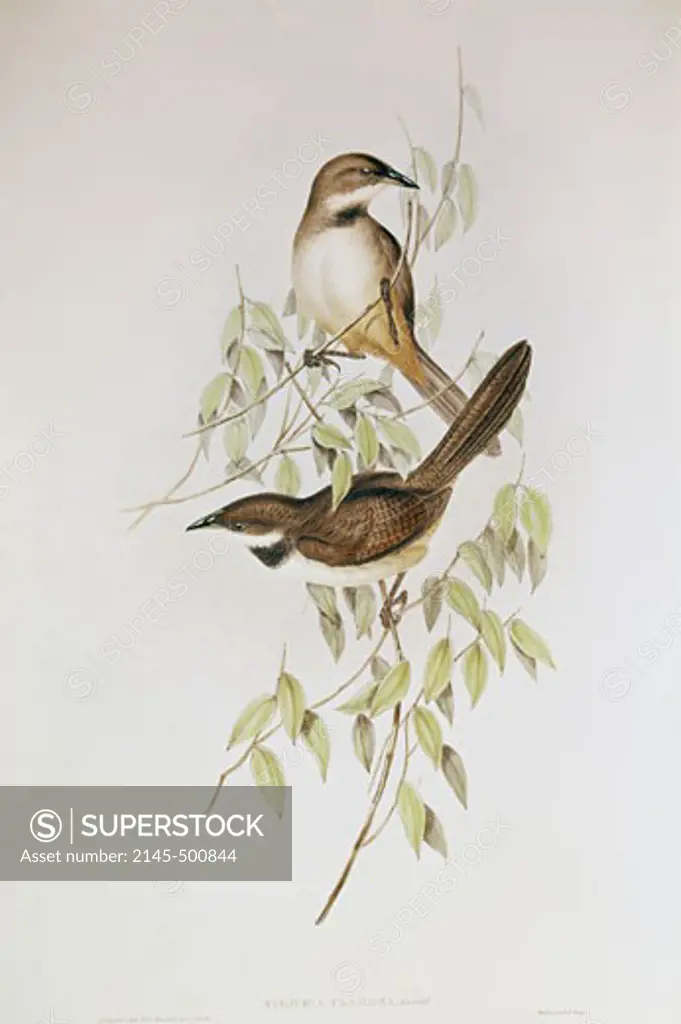 Gould (Atrichia Clamsda) John James Audubon (1785-1851 American) 