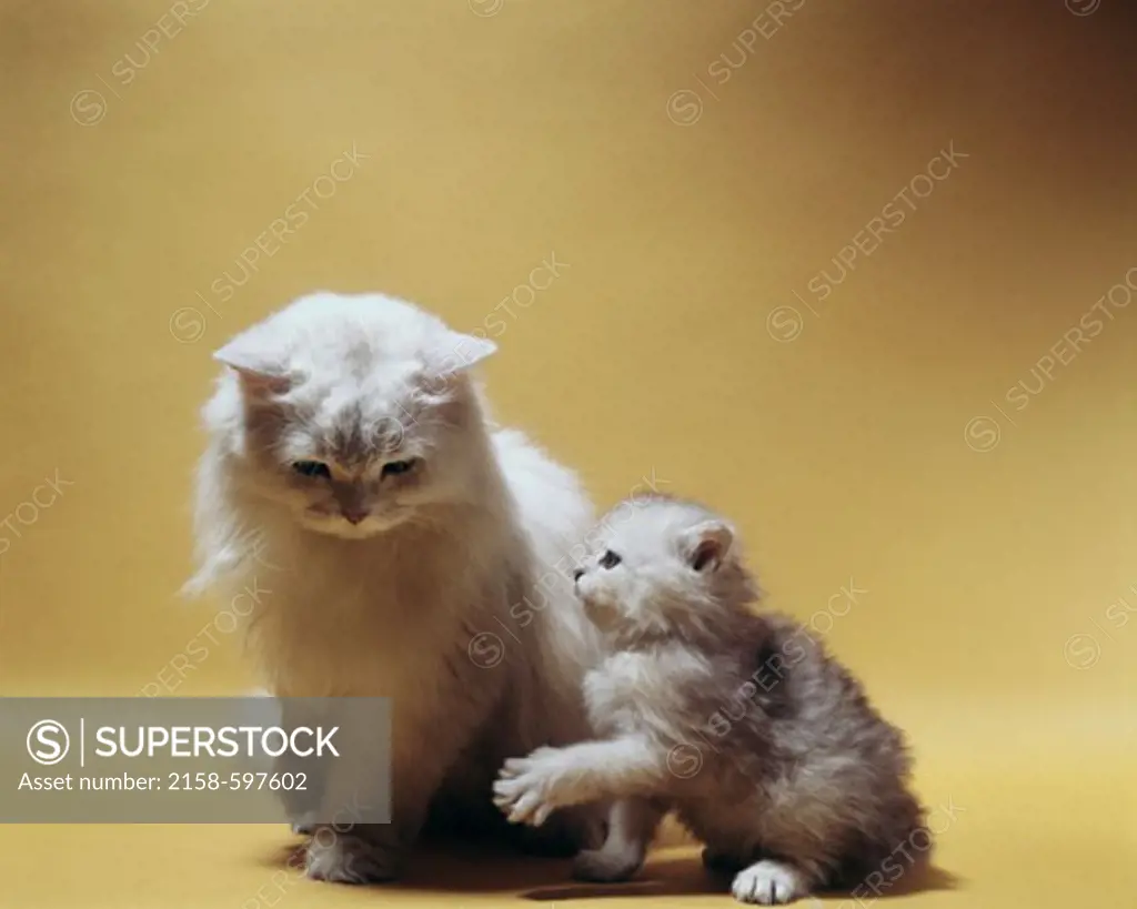 Persian Cat and Kitten