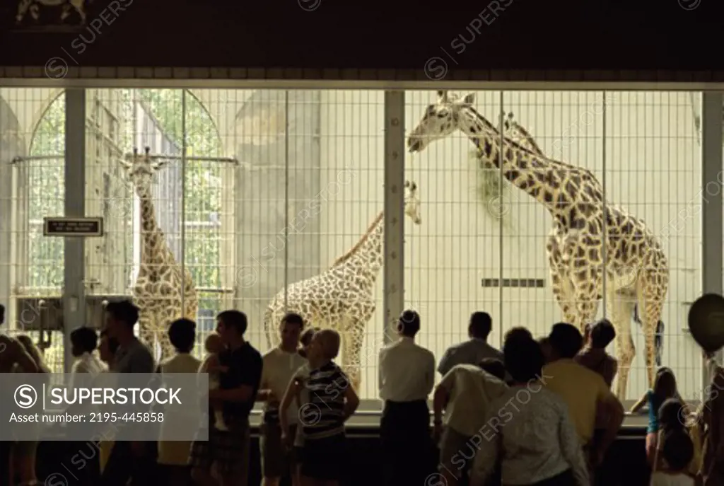GiraffesWashington, D.C.USA