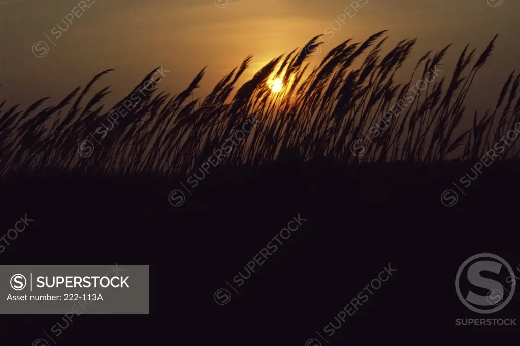 Silhouette of a wheat crop in a field at sunset