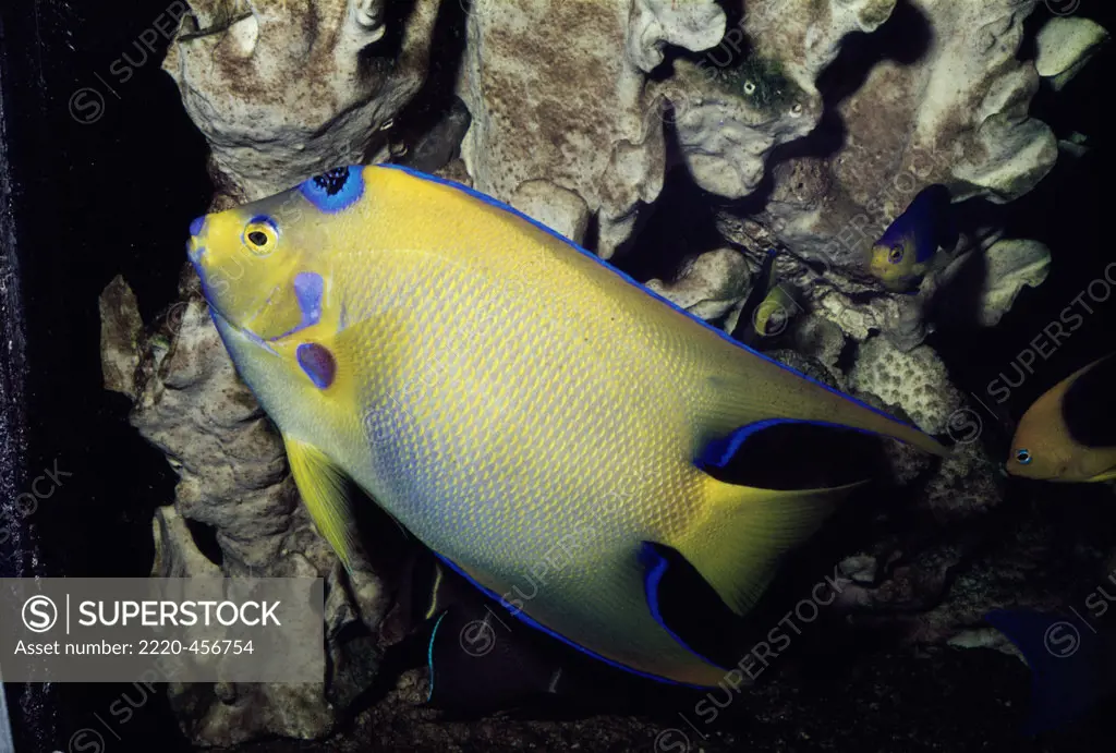Queen Angelfish in the sea (Holacanthus Ciliaris)