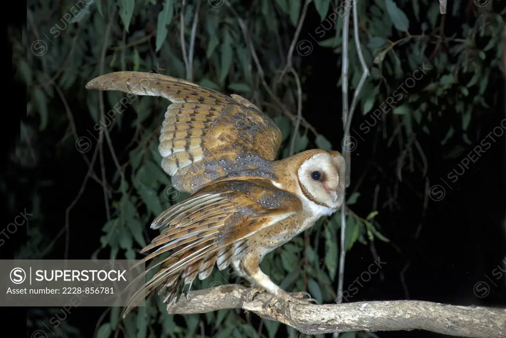 Barn owl (Tyto alba) on a tree branch
