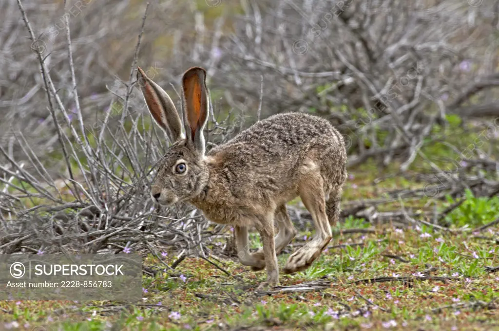 Black-Tailed jackrabbit (Lepus californicus) in a forest