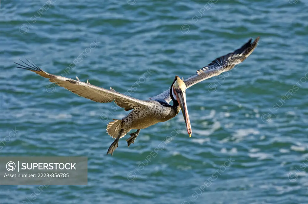 Brown Pelican (Pelecanus occidentalis) flying over a lake