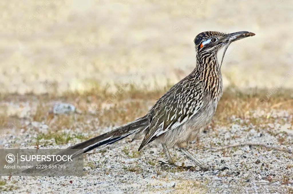 Close-up of a Greater Roadrunner (Geococcyx californianus)