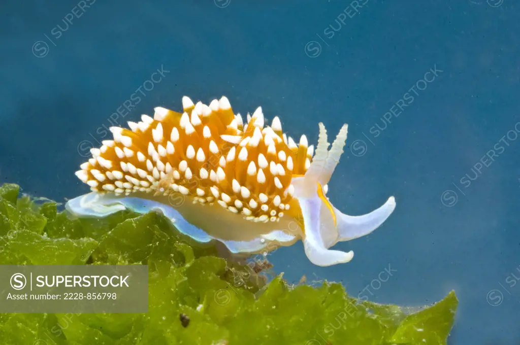 Hermissenda Crassicornis Nudibranch underwater
